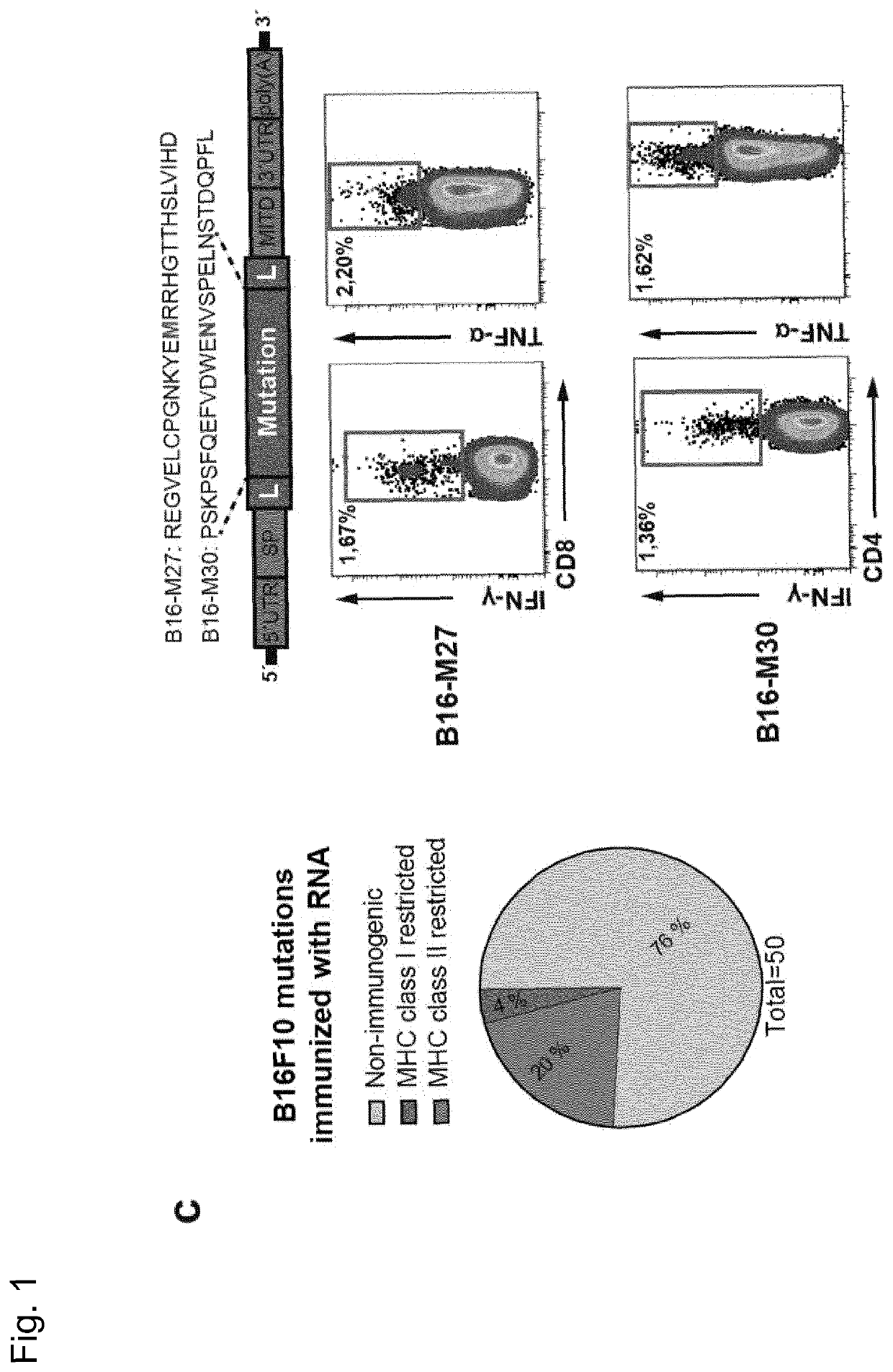 Predicting T cell epitopes useful for vaccination