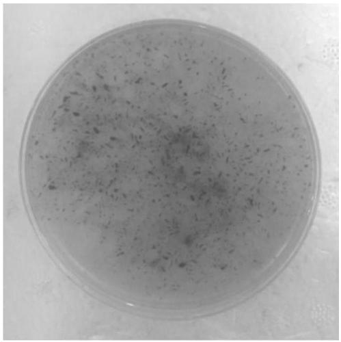 Preparation method of morchella liquid strains