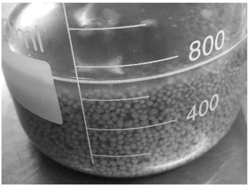 Preparation method of morchella liquid strains