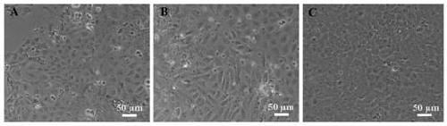 Construction method of sea bass fry cell line