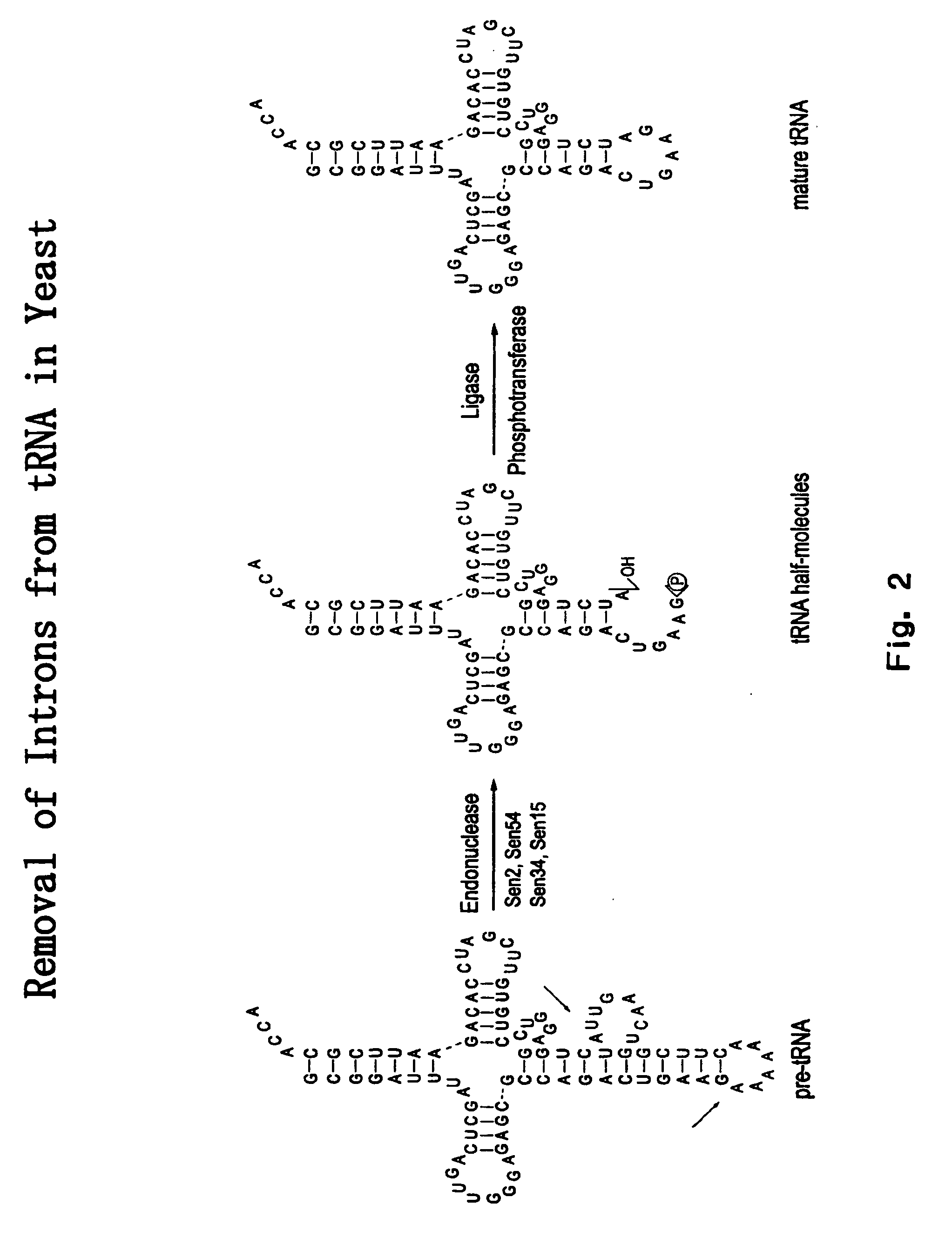 RNA processing protein complexes and uses thereof