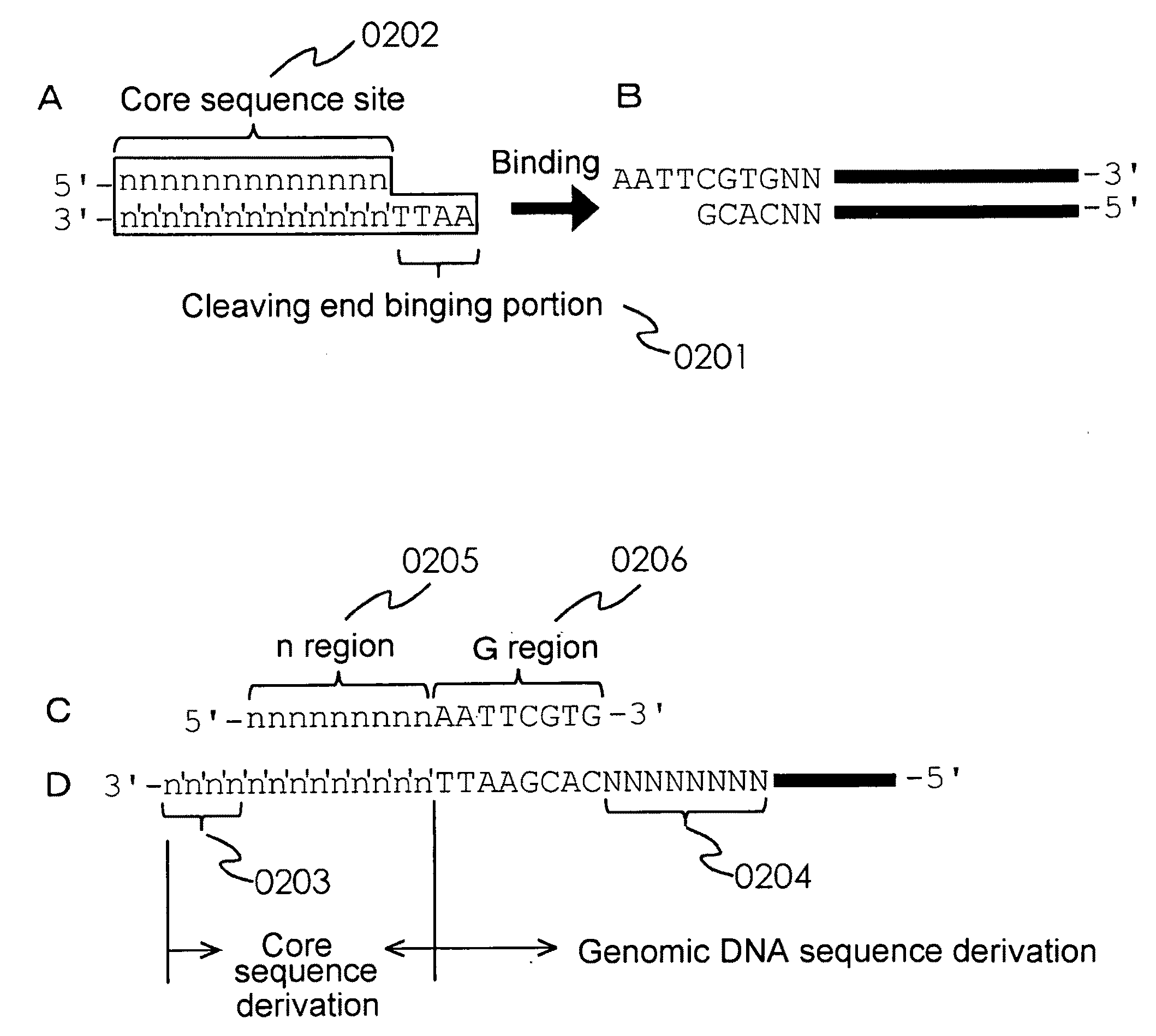 Marker for Selecting an Aphanomyces Cochlioides-Resistant Variety and Selection Method Therefor