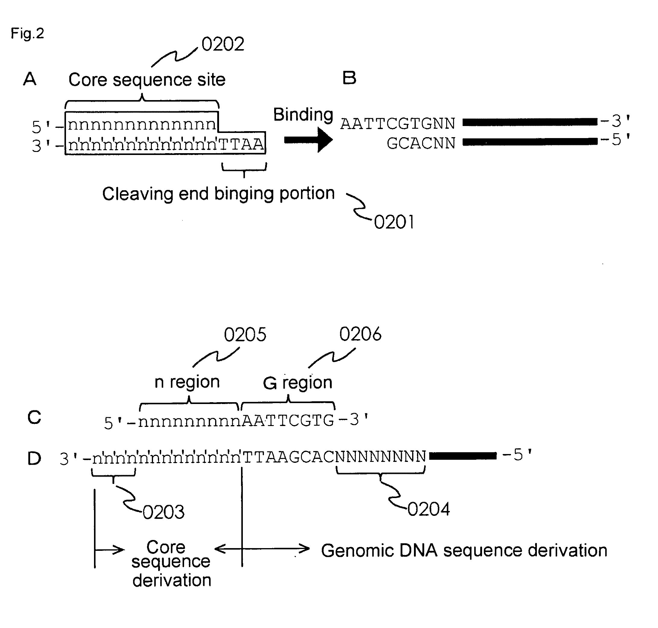 Marker for Selecting an Aphanomyces Cochlioides-Resistant Variety and Selection Method Therefor