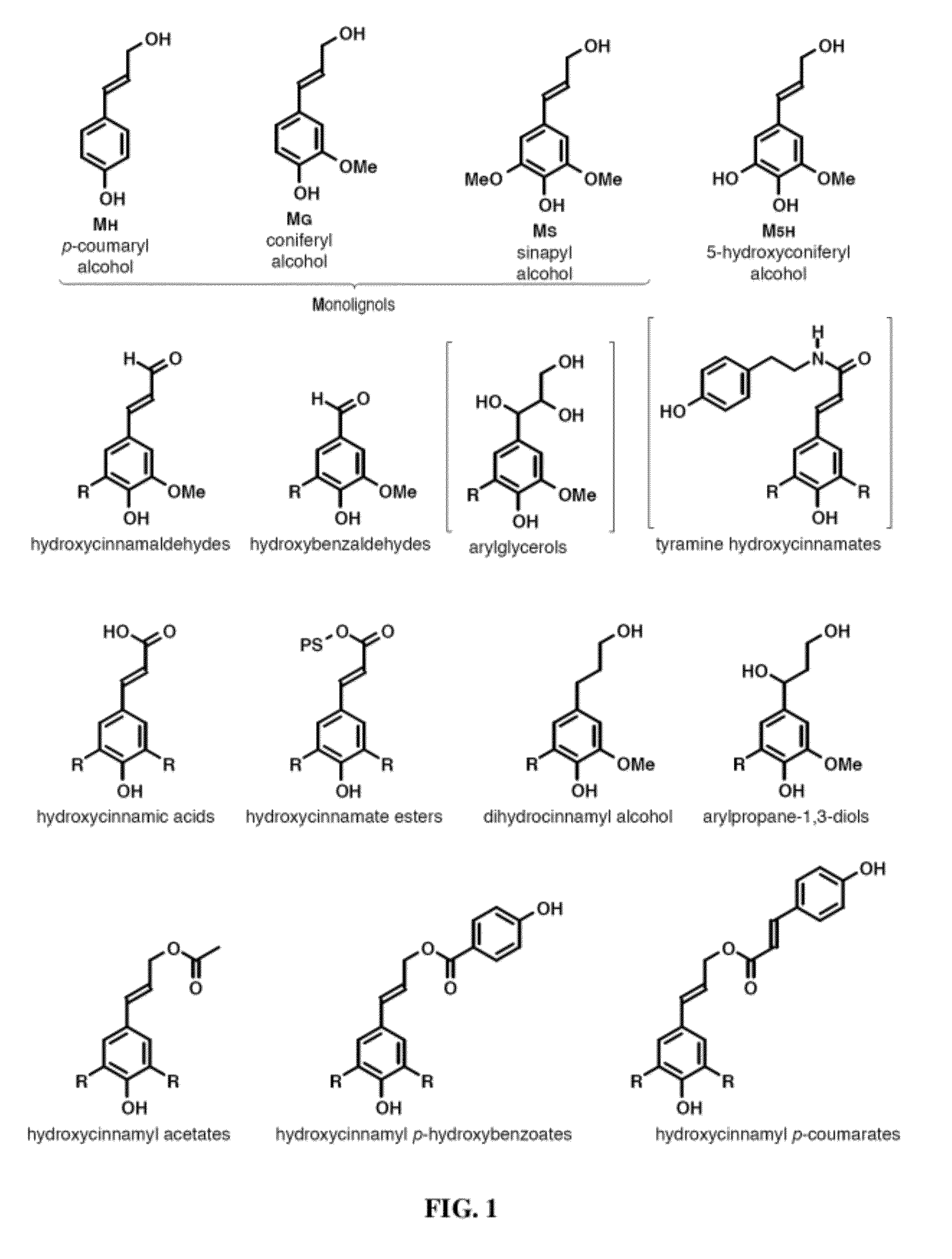 Incorporation of Flavan-3-ols and Gallic Acid Derivatives into Lignin to Improve Biomass Utilization