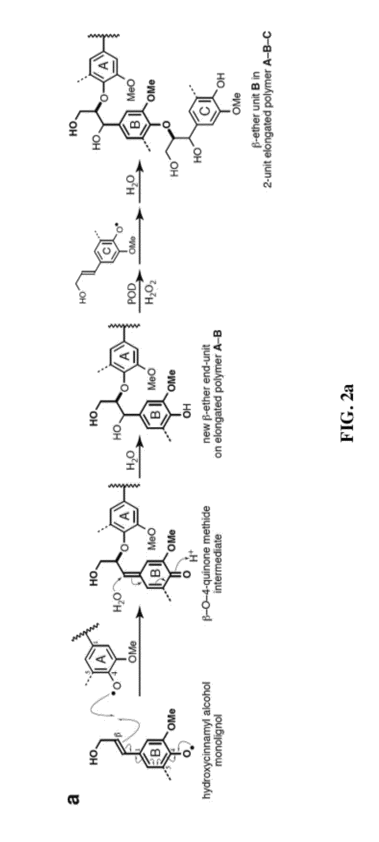 Incorporation of Flavan-3-ols and Gallic Acid Derivatives into Lignin to Improve Biomass Utilization