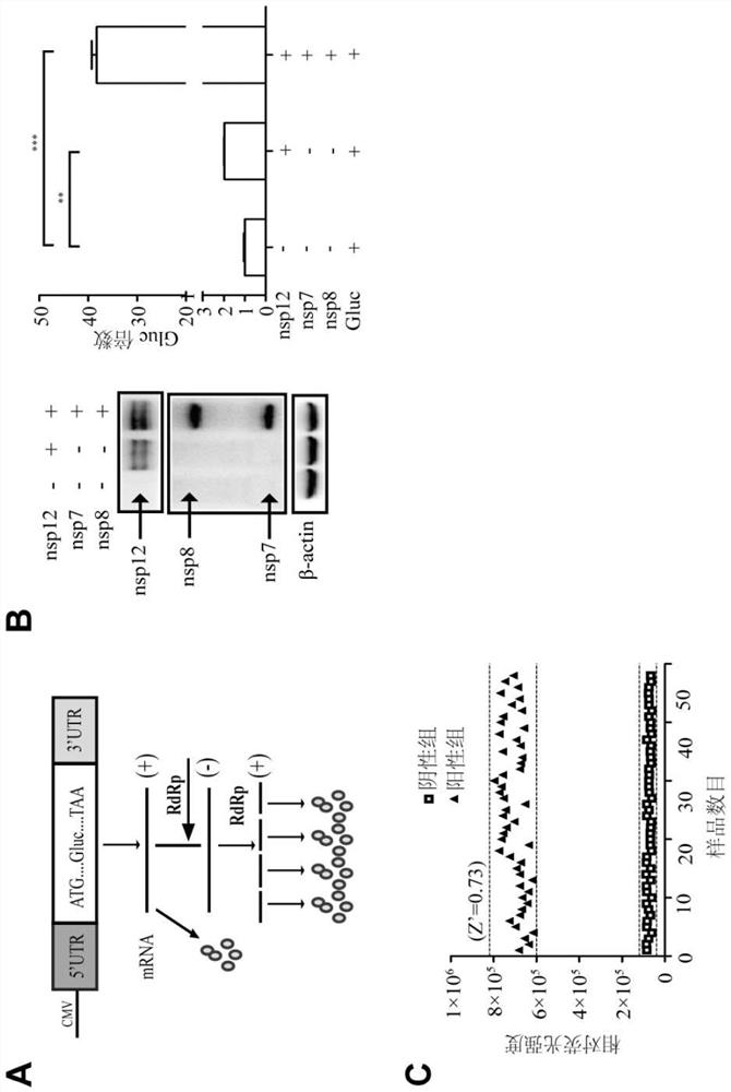 Application of adenosine kinase inhibitor in preparation of anti-coronavirus preparation