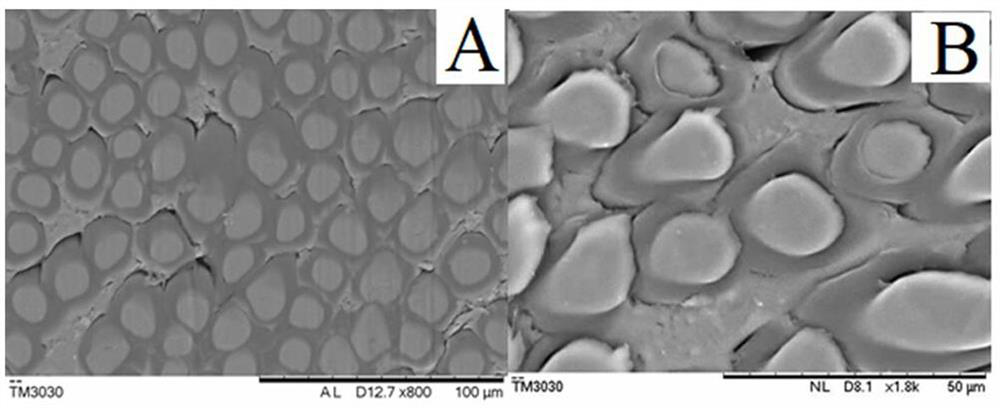 Antibacterial fiber, wet and dry antibacterial non-woven fabric and preparation method