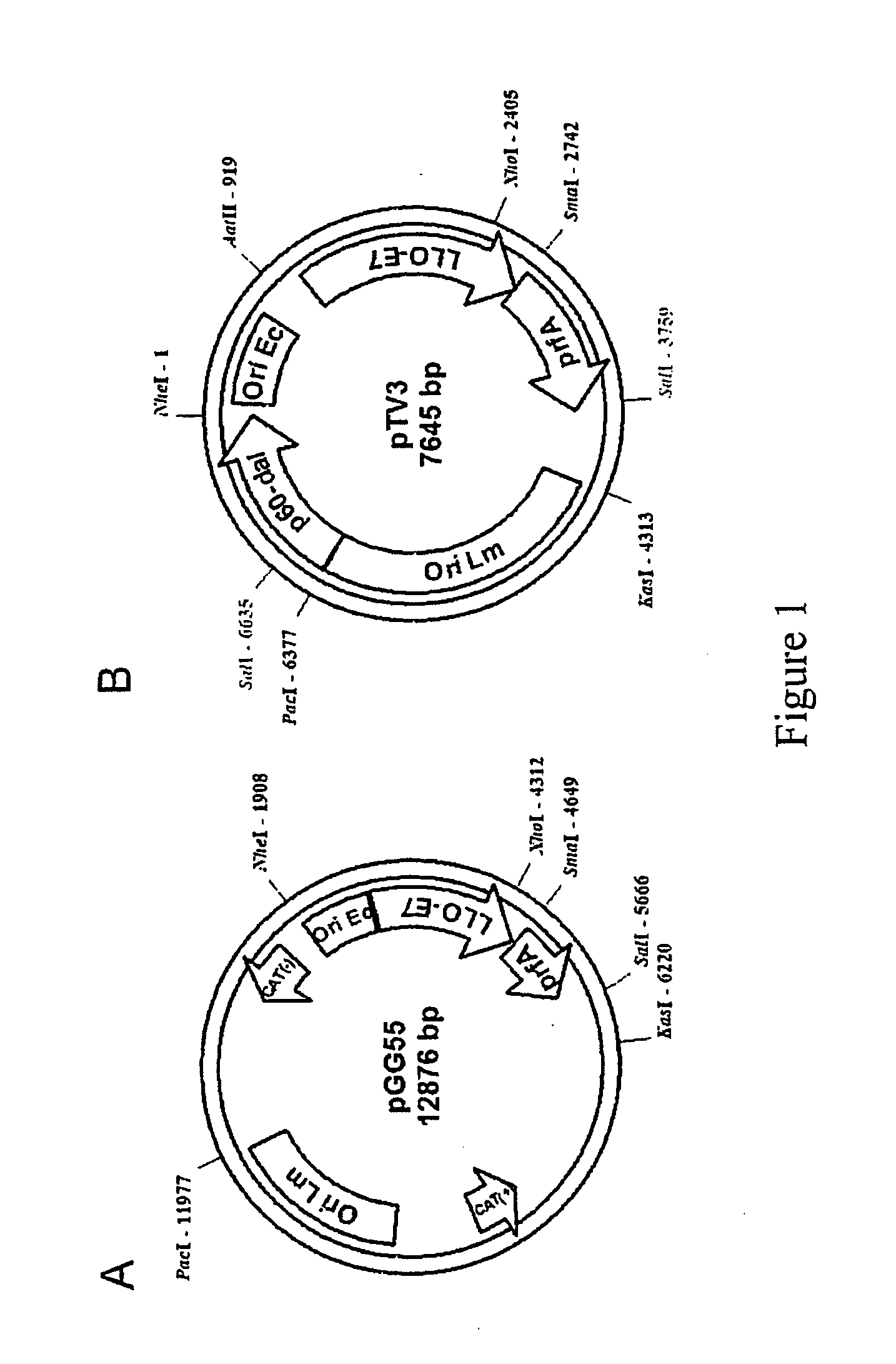 Methods for constructing antibiotic resistance free vaccines