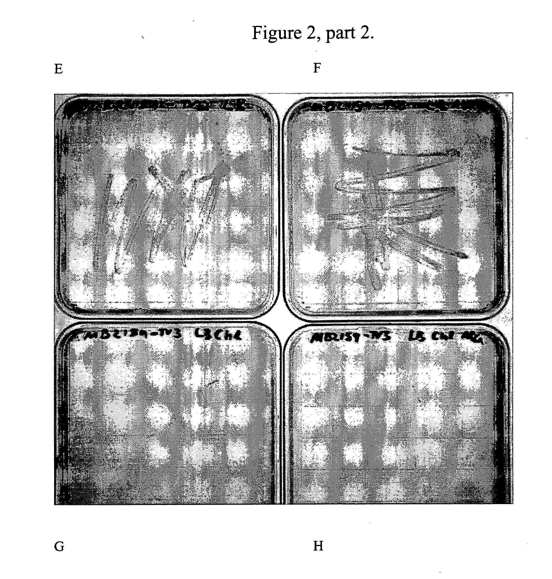 Methods for constructing antibiotic resistance free vaccines