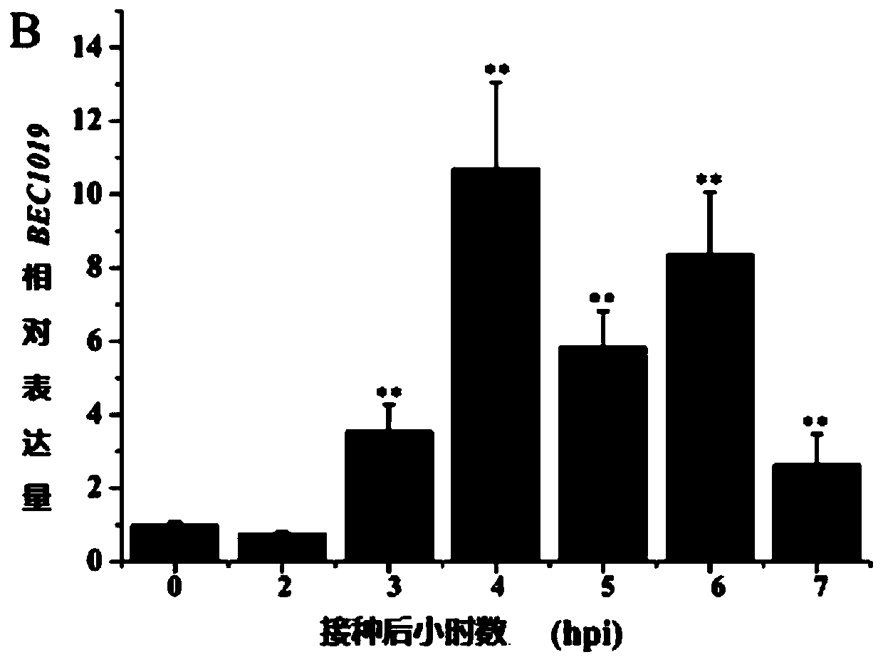 Application of gene BEC1019 in improvement of full rot resistance of wheat