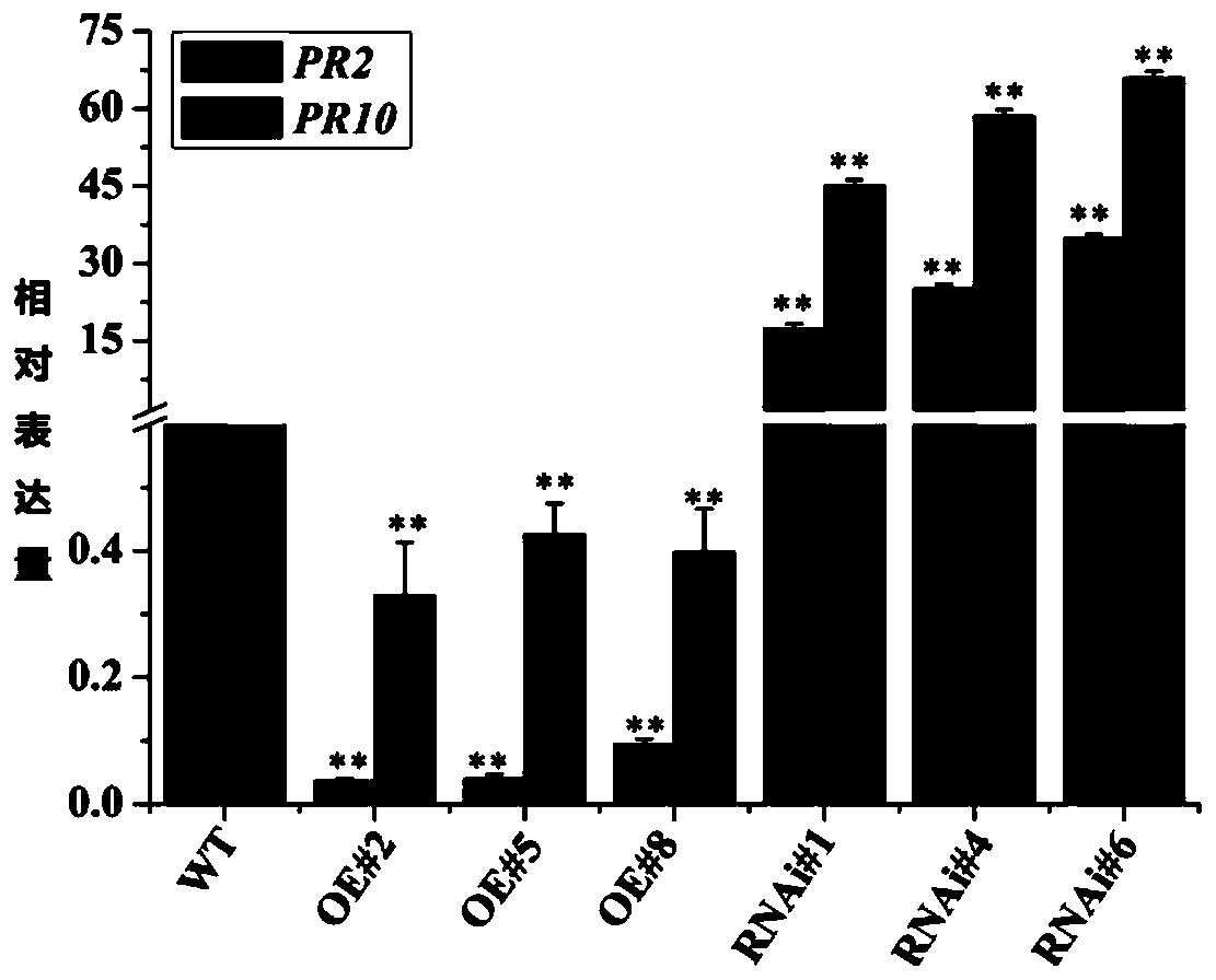 Application of gene BEC1019 in improvement of full rot resistance of wheat