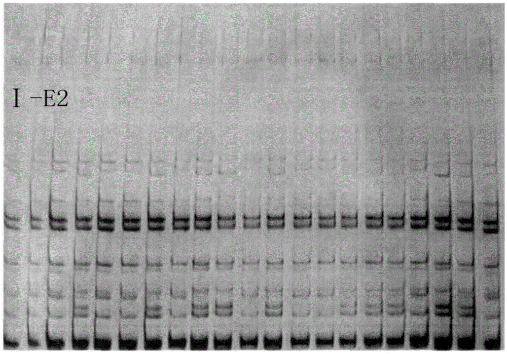 Specific primers and typing method of class I mhc gene for the detection of antiviral potential of crested ibis