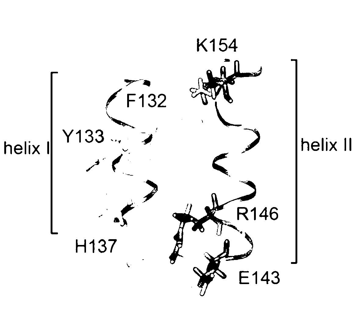 Novel affinity ligand polypeptide library of immunoglobulin G constructed based on protein A affinity model and application of design method