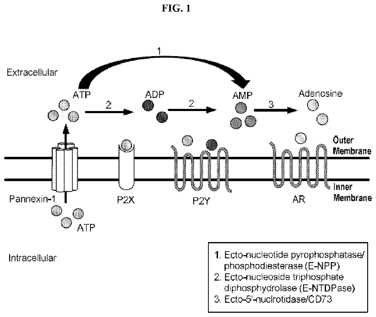 Cd73 inhibitors