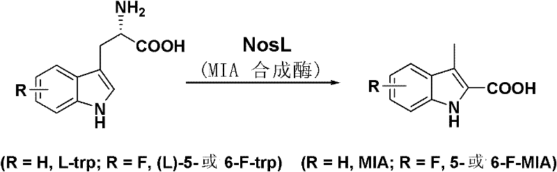 Novel fluoronosiheptide and preparation method and application thereof