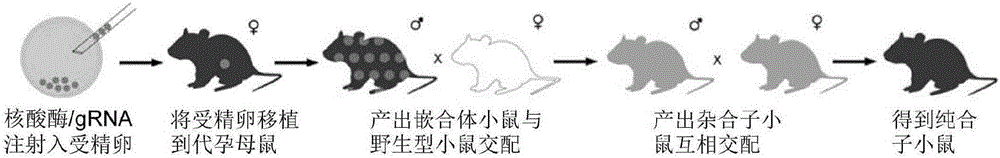 MiR-124 gene knockout murine animal models as well as construction method and application thereof