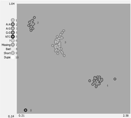 SNP molecular marker for detecting lobed-leaf trait of brassica campestris vegetables and applications thereof