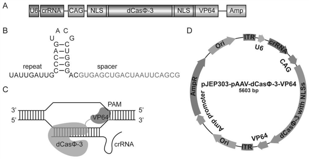 CRISPR-Casphi-based gene editing element and application thereof