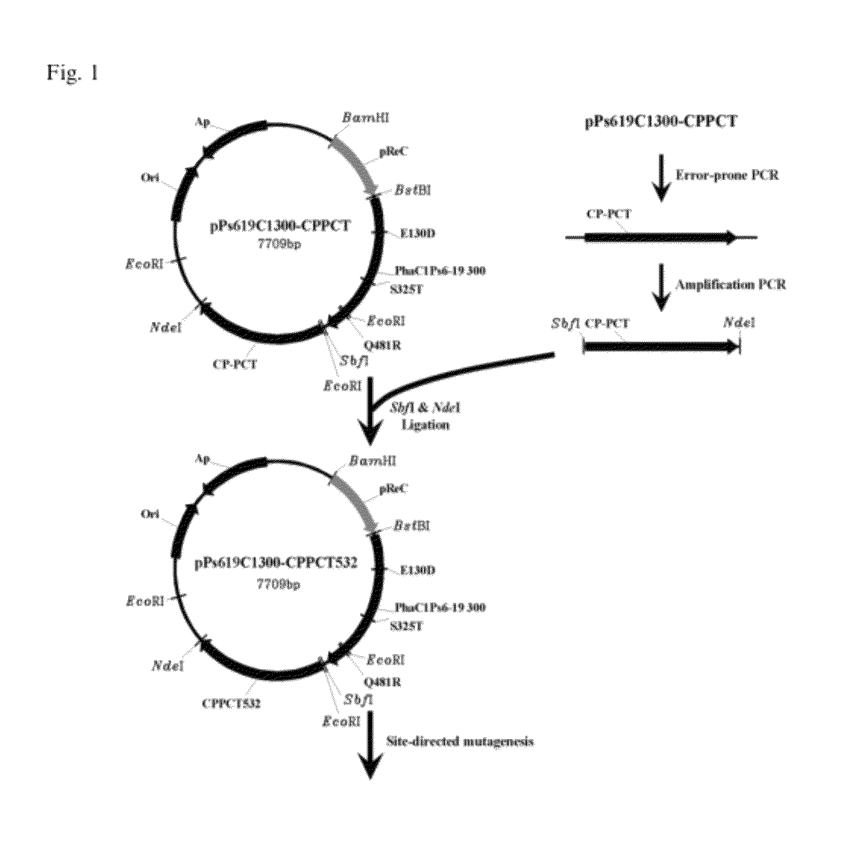 Recombinant Ralstonia eutropha capable of producing polylactic acid or polylatic acid compolymer, and method for producing polylactic acid or polylatic acid copolymer using same