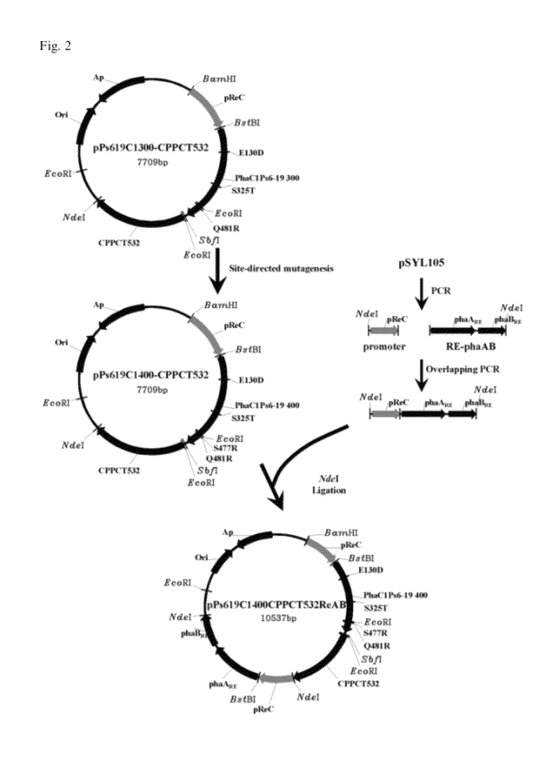 Recombinant Ralstonia eutropha capable of producing polylactic acid or polylatic acid compolymer, and method for producing polylactic acid or polylatic acid copolymer using same