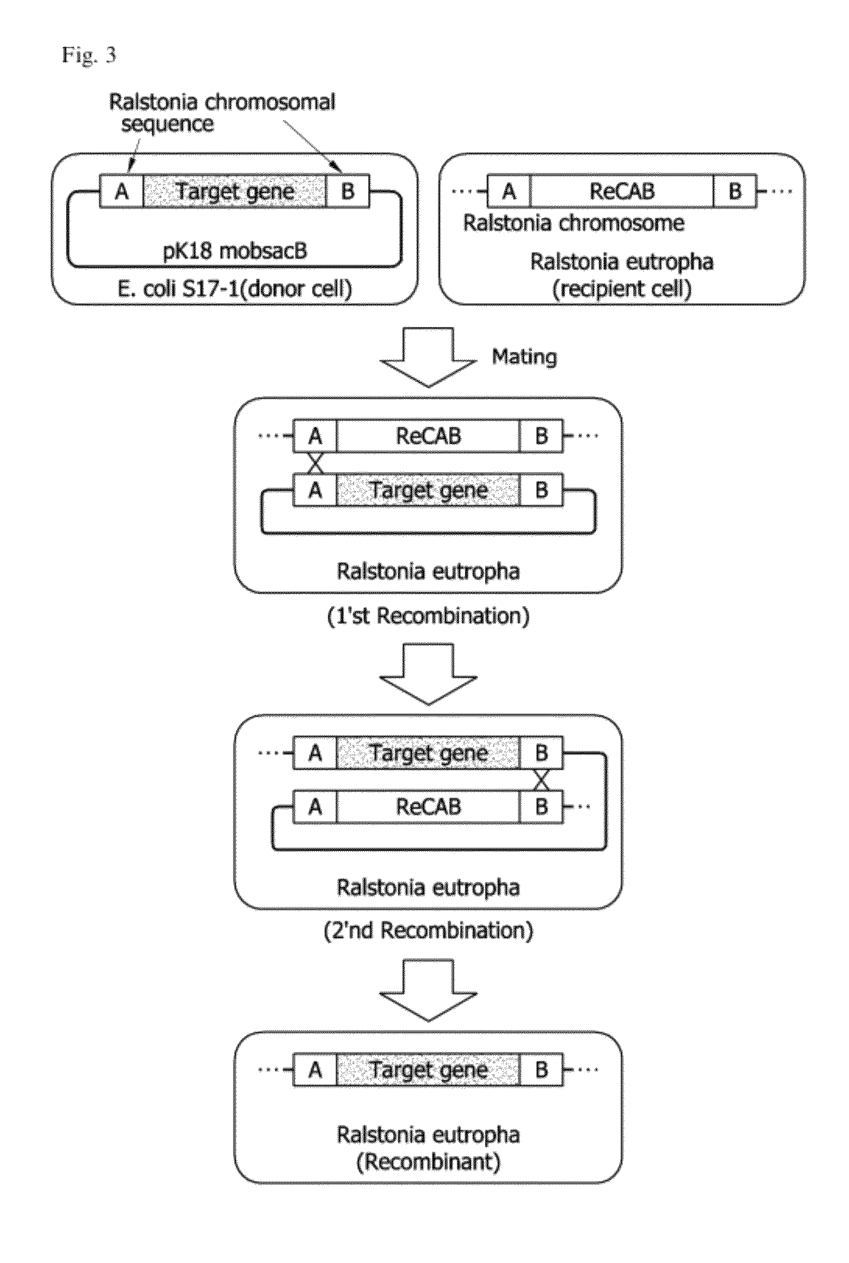 Recombinant Ralstonia eutropha capable of producing polylactic acid or polylatic acid compolymer, and method for producing polylactic acid or polylatic acid copolymer using same