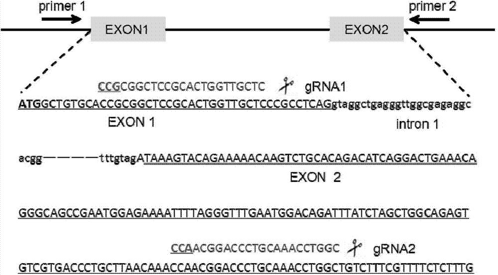 Rapid construction method and applications of conditional gene knockout animal model