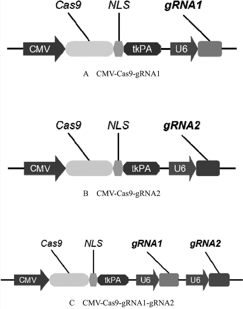 Rapid construction method and applications of conditional gene knockout animal model