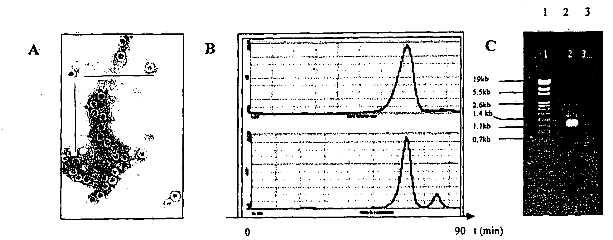 Hepatitis B virus antigen formulation for cell stimulation followed by therapeutic immunization