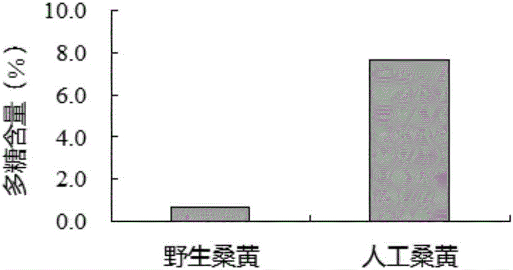 High-efficiency industrial bag material cultivation process of inonotus linteus with antitumor activity