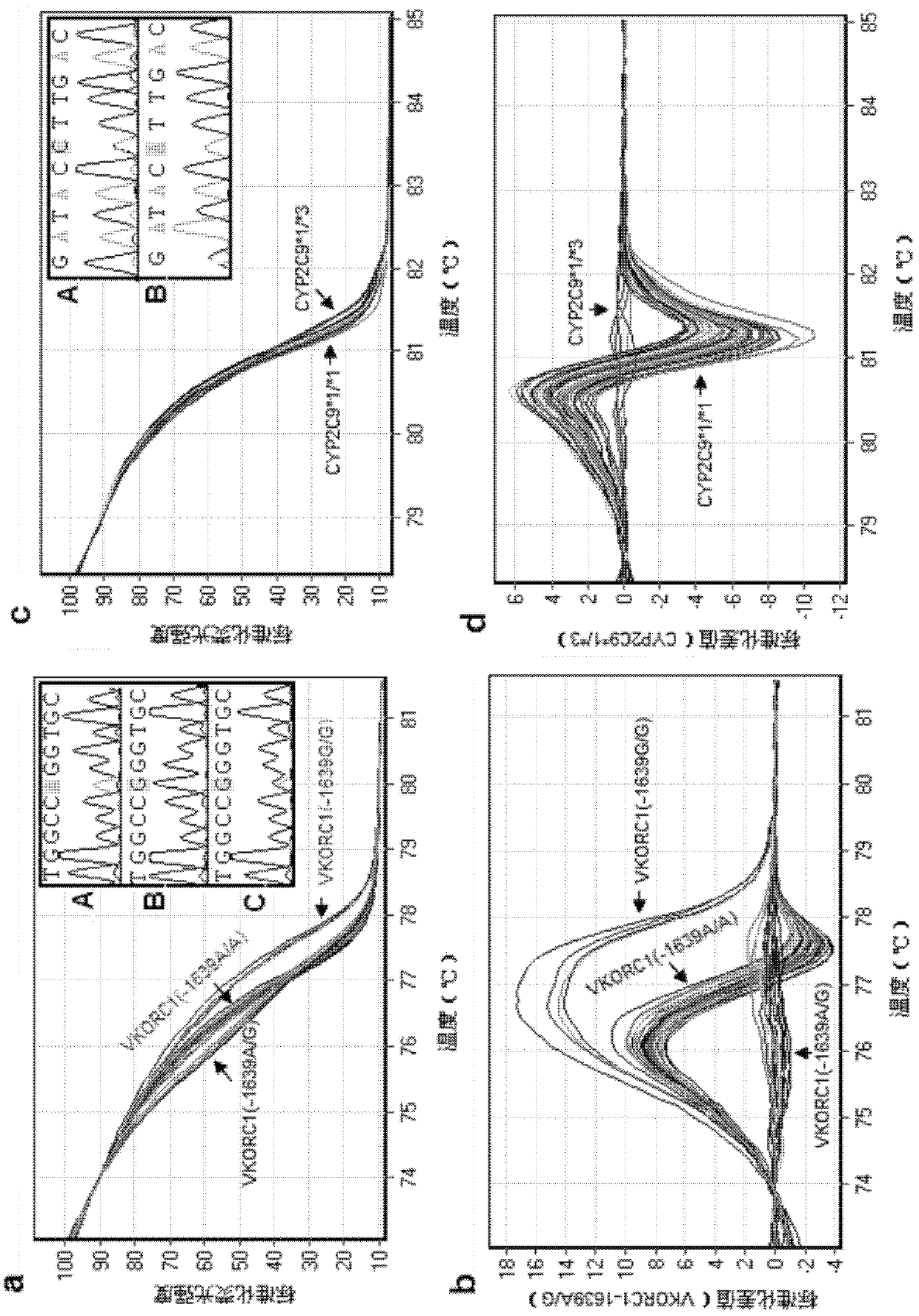 Quick genotyping method for guiding Warfarin utilization starting dose and kit