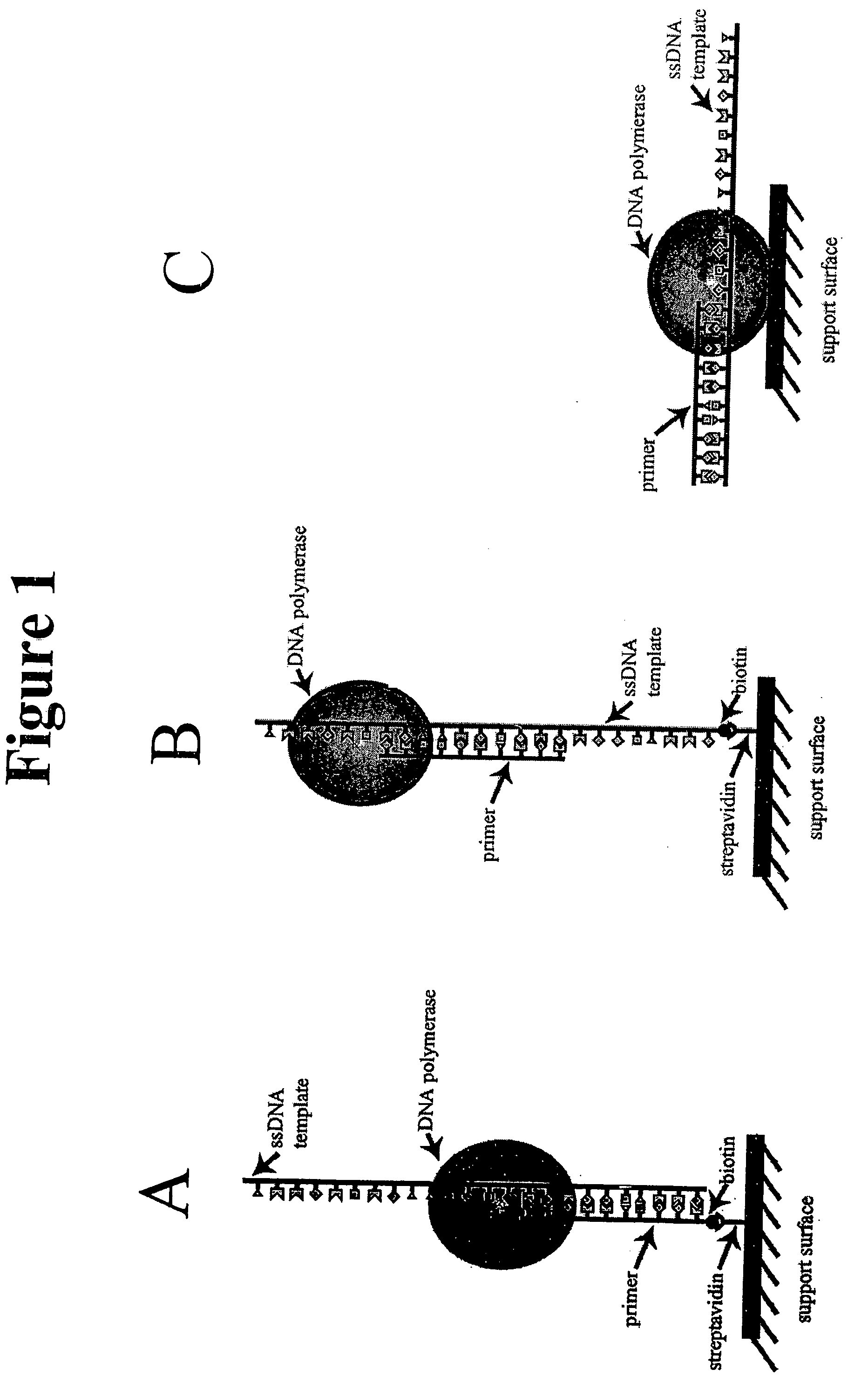 Method for sequencing nucleic acid molecules