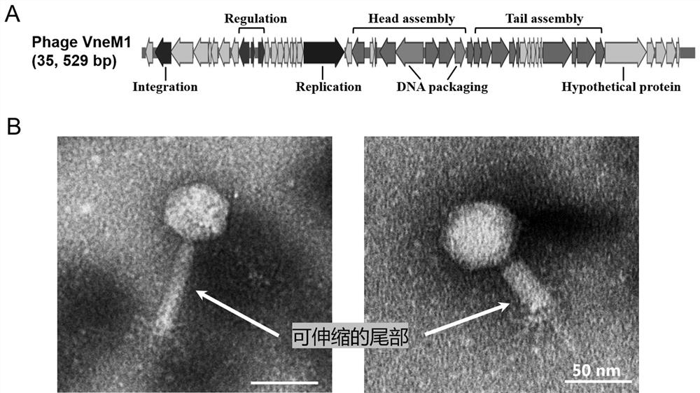 Temperate bacteriophage VneM1 for regulating and controlling coral flora and application of mild bacteriophage VneM1