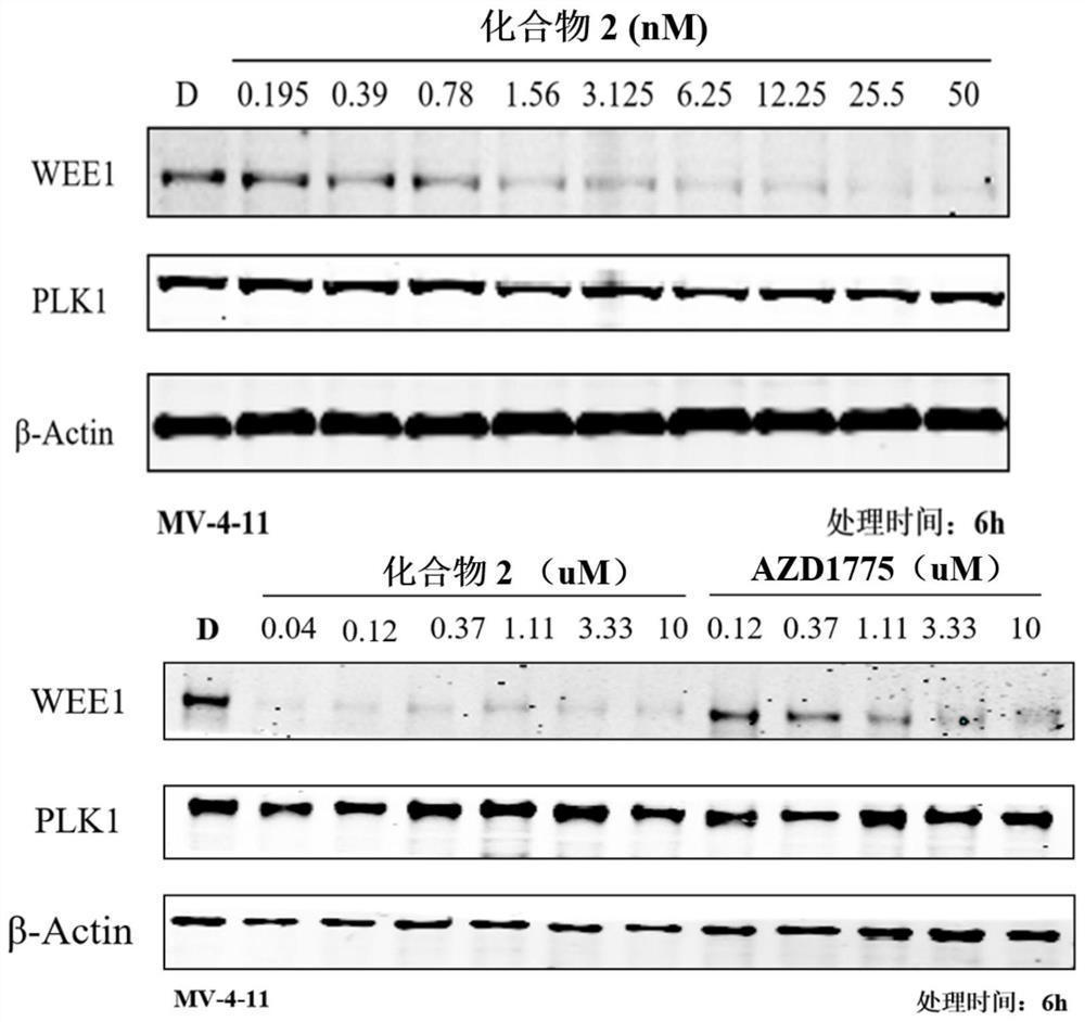 WEE1 protein degradation agent