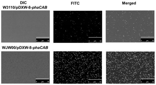 Method for efficiently synthesizing PHBs by knocking out rfaD gene