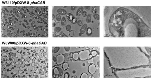 Method for efficiently synthesizing PHBs by knocking out rfaD gene