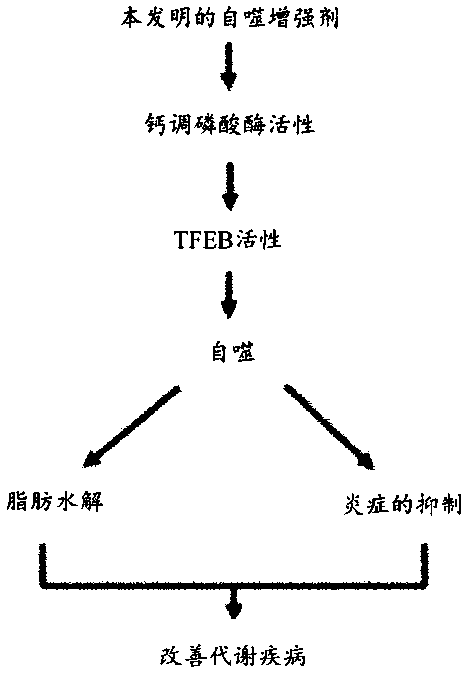 Autophagy improving material and use thereof