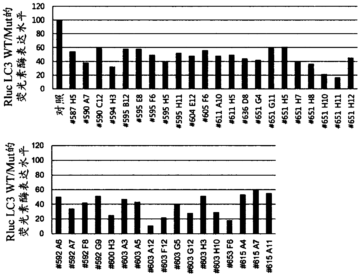 Autophagy improving material and use thereof