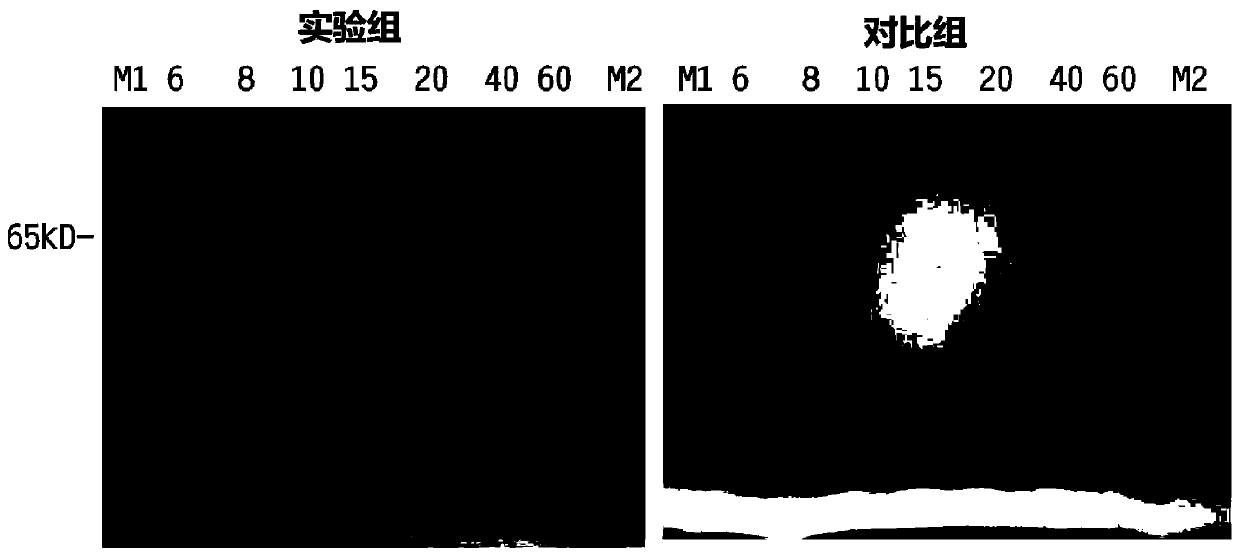 A rapid Coomassie brilliant blue staining solution