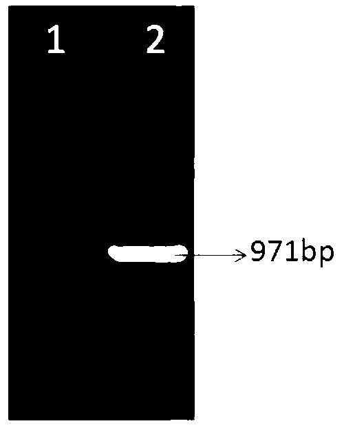 Plant drought resistance related protein as well as encoding gene and application thereof