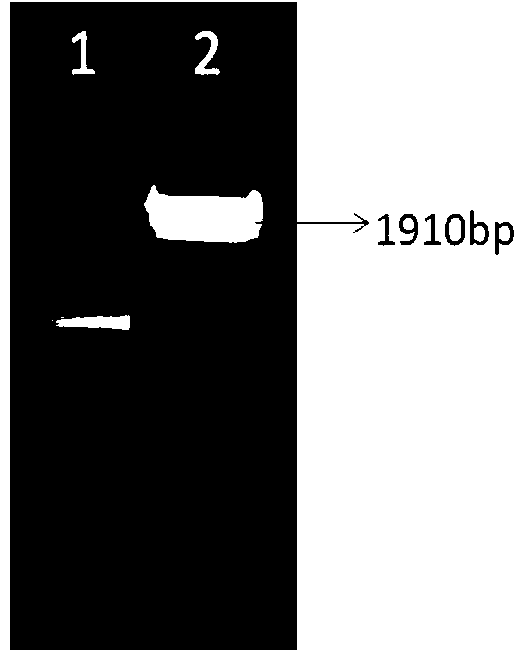 Plant drought resistance related protein as well as encoding gene and application thereof