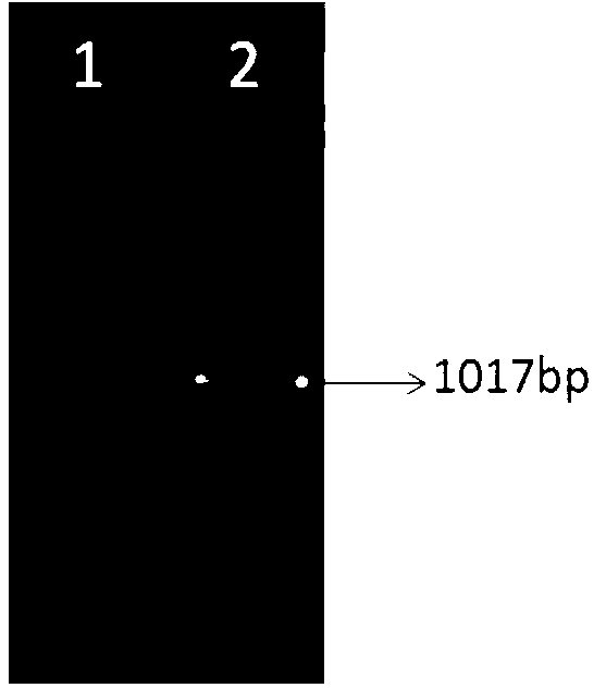 Plant drought resistance related protein as well as encoding gene and application thereof