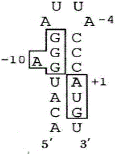 Pseudovirus particle containing human immunodeficiency virus RNA segment and preparation method thereof