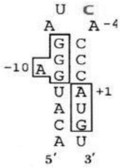 Pseudovirus particle containing human immunodeficiency virus RNA segment and preparation method thereof