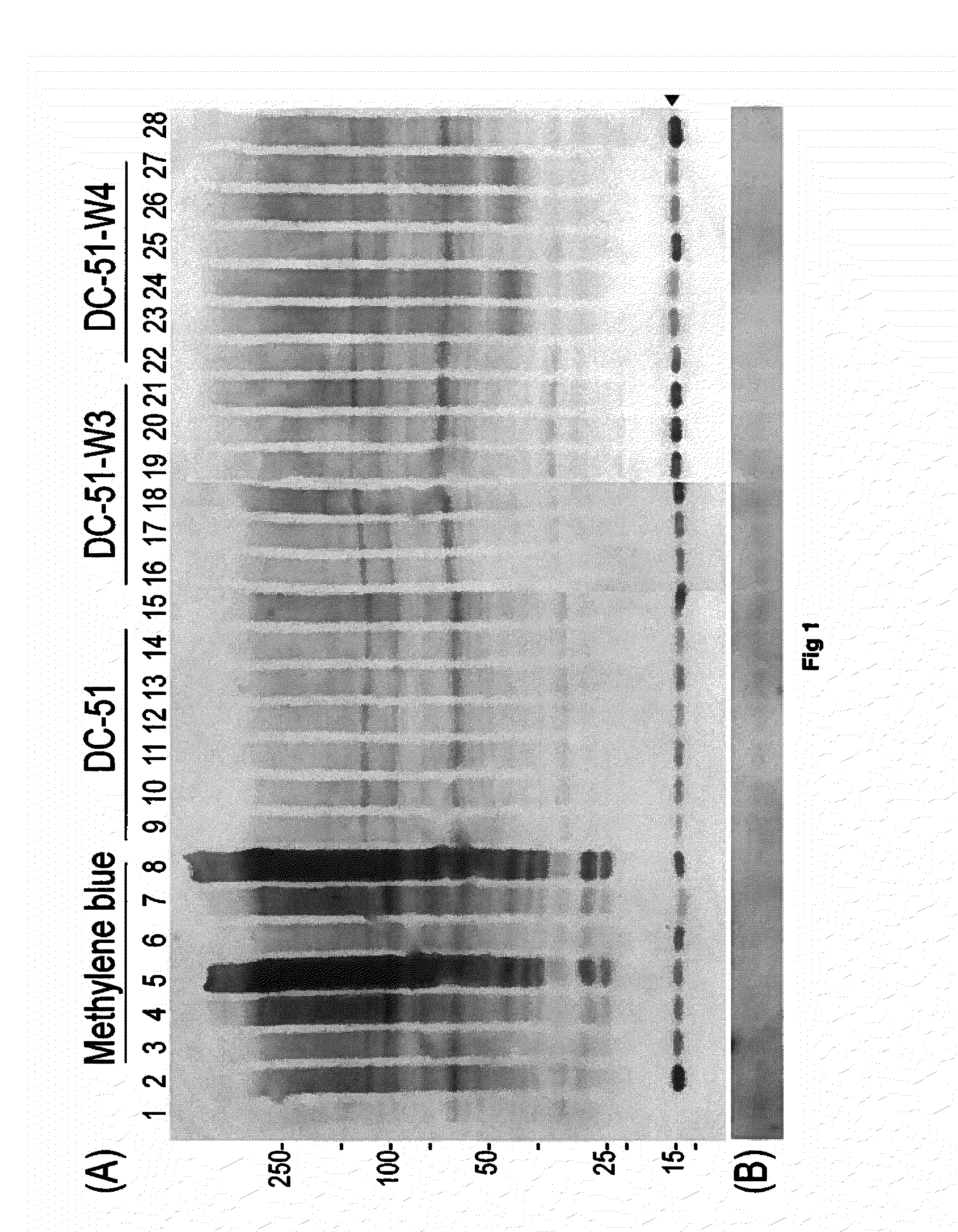 Compounds and Compositions for Use as Modulators of Tau Aggregation and Alleviation of Tauopathies