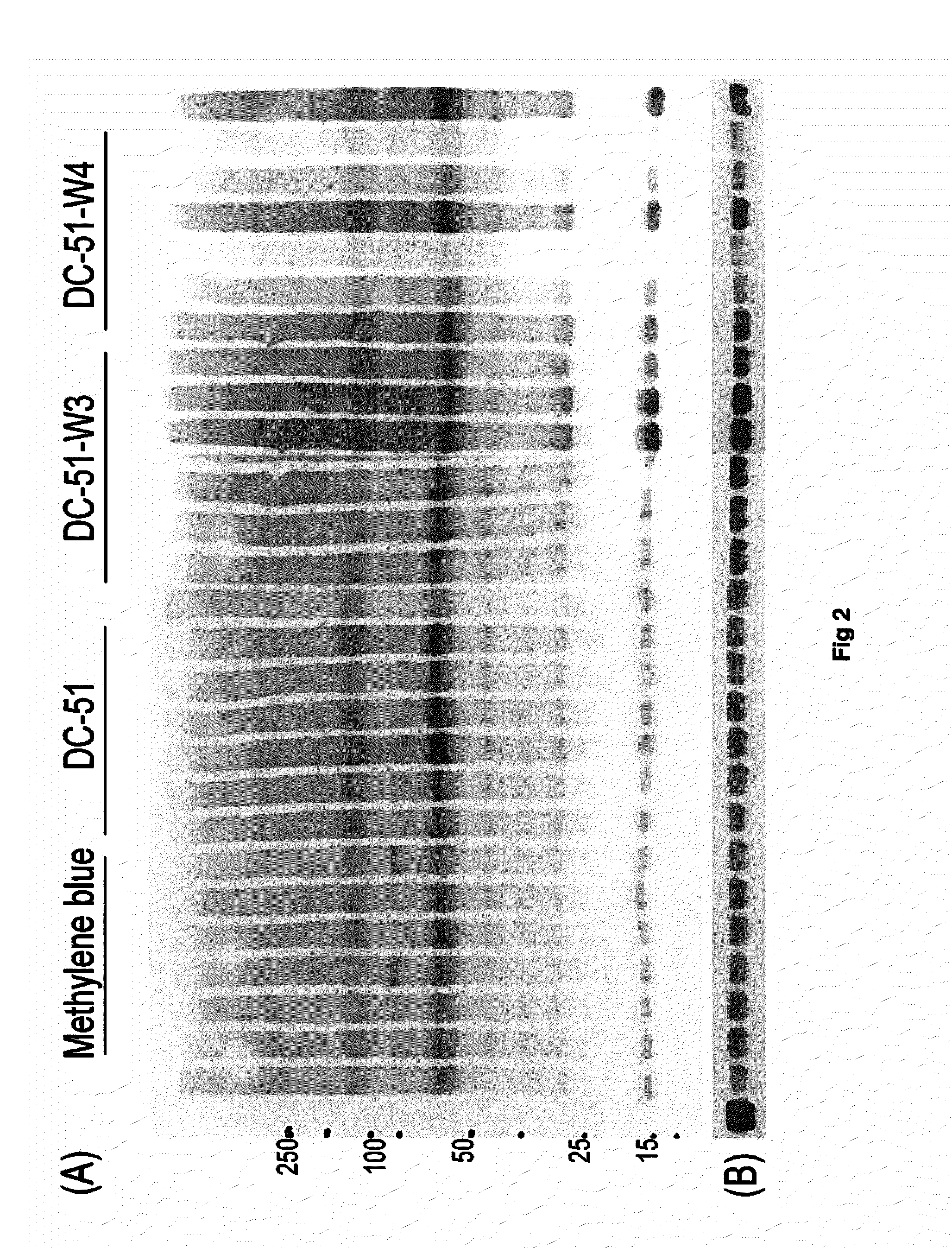 Compounds and Compositions for Use as Modulators of Tau Aggregation and Alleviation of Tauopathies