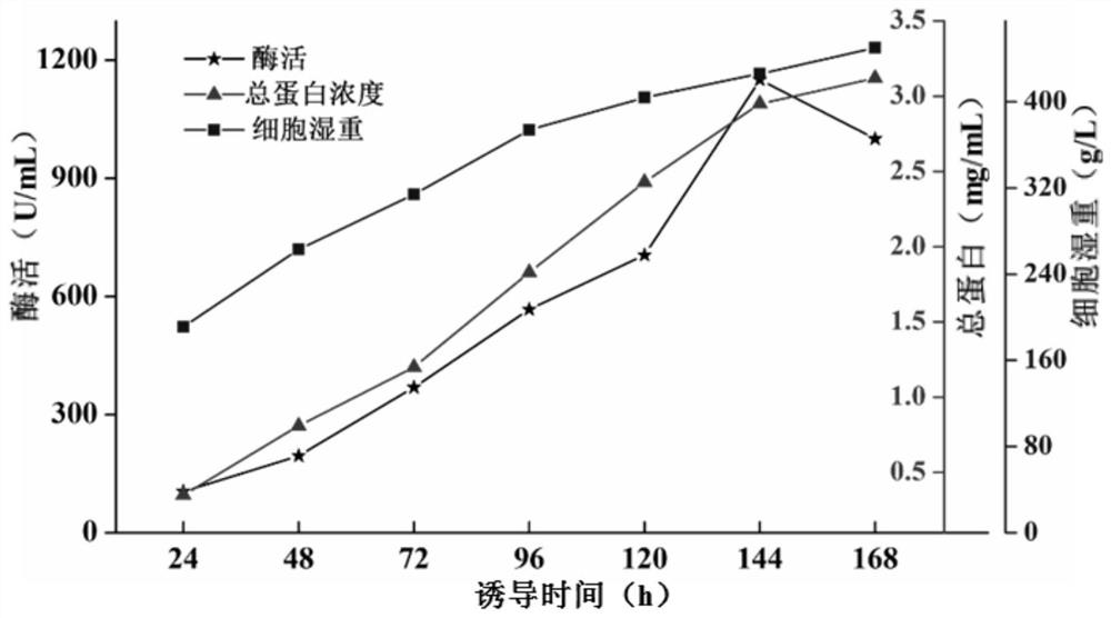 Chitosanase gene, chitosanase as well as preparation method and application of chitosanase