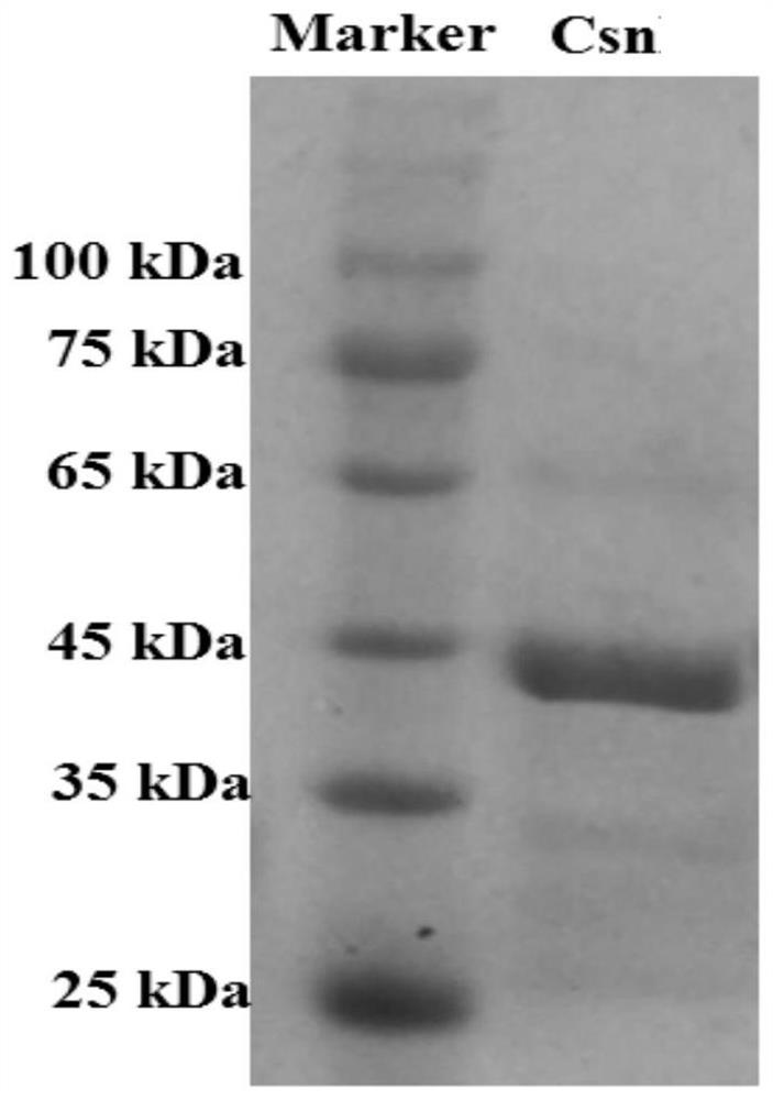 Chitosanase gene, chitosanase as well as preparation method and application of chitosanase