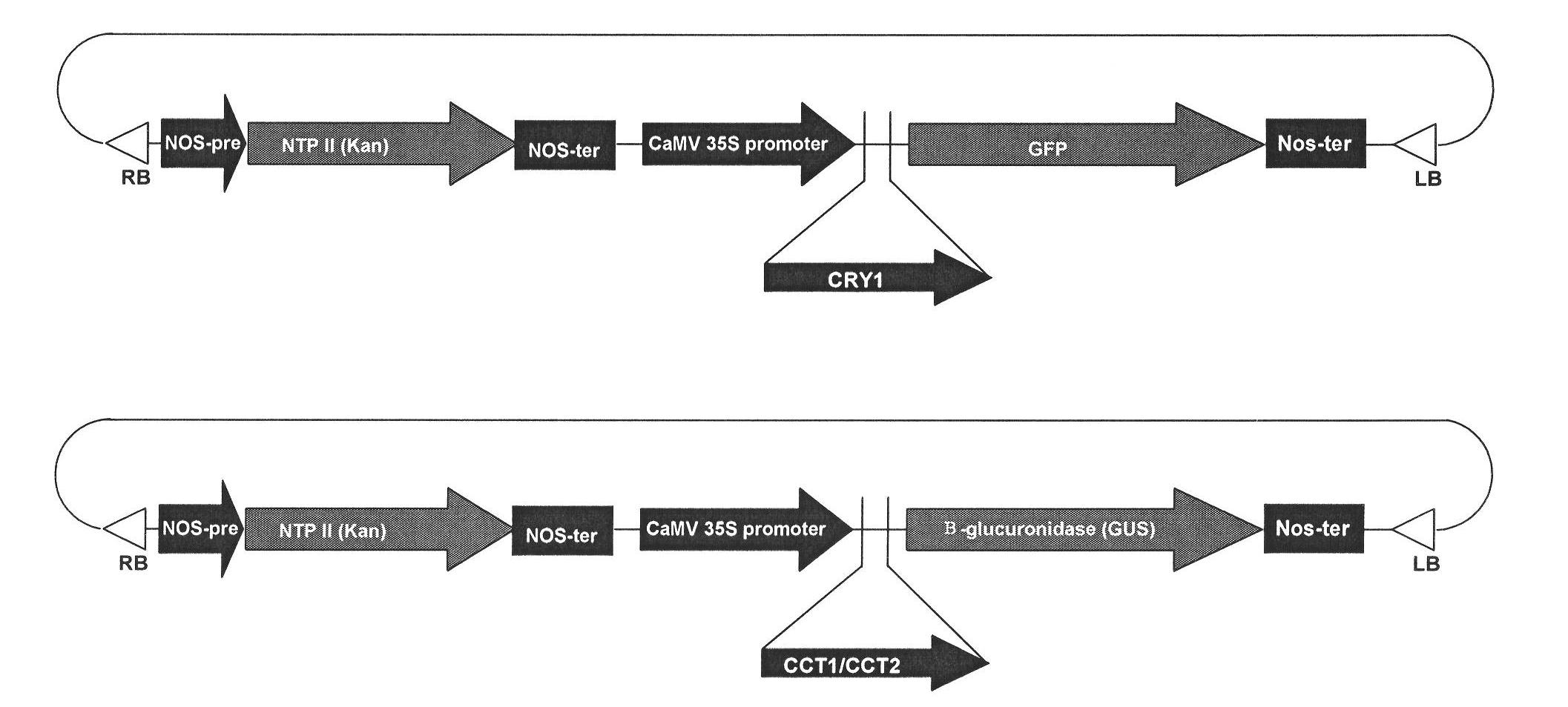 Method for improving carotenoid content of tomato