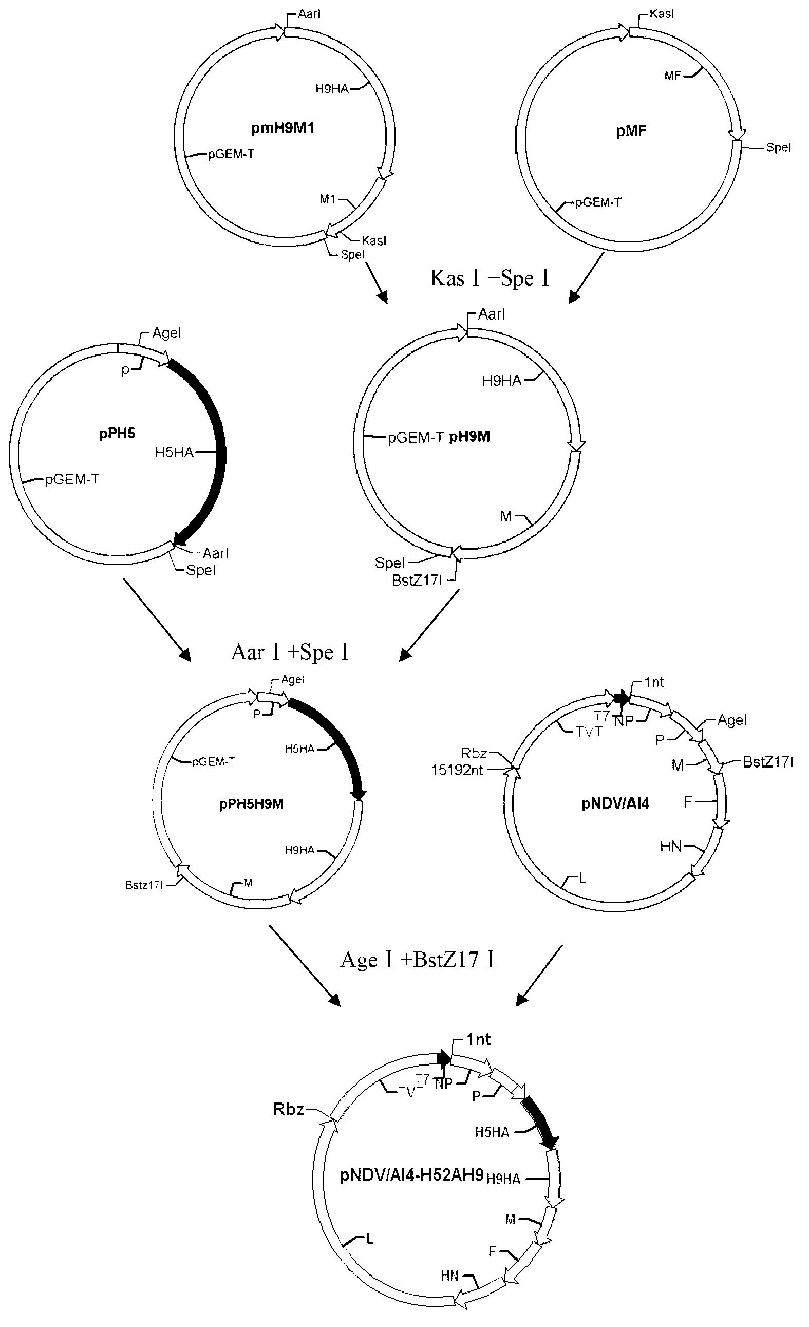 Newcastle disease virus rNDV-H52AH9 and construction method and application thereof