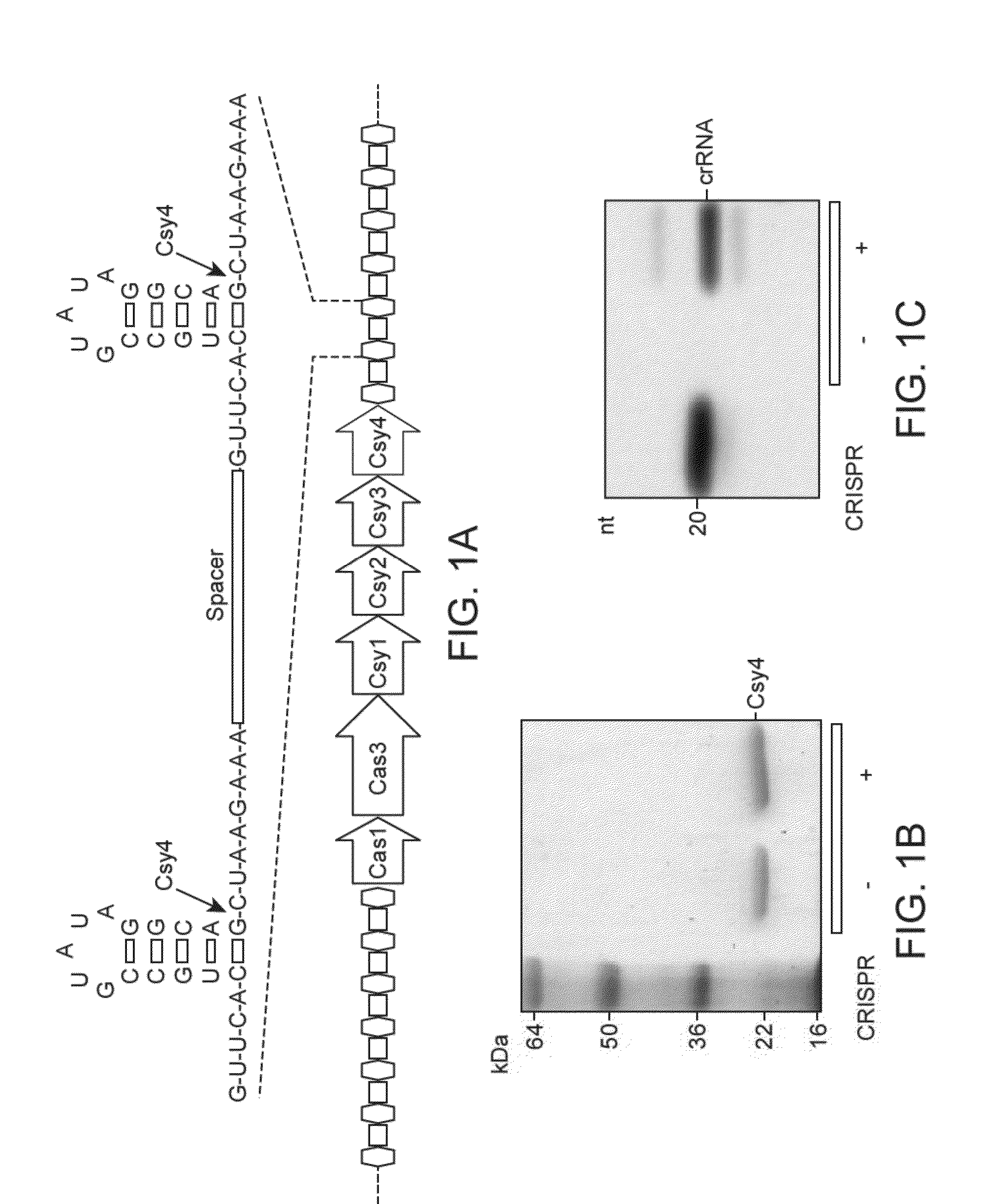Endoribonuclease compositions and methods of use thereof